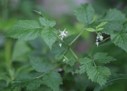 Himbeere / Rubus idaeus