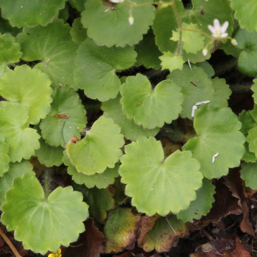 Rundblättriger Steinbrech / Saxifraga rotundifolia