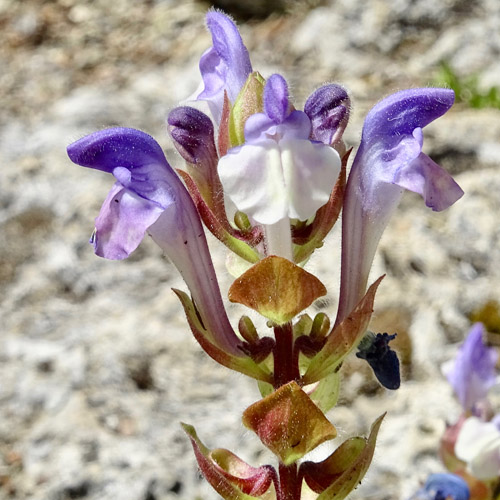 Alpen-Helmkraut / Scutellaria alpina