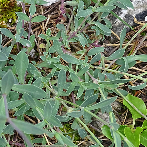Alpen-Klatschnelke / Silene vulgaris ssp. glareosa