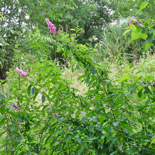 Weidenblättriger Spierstrauch / Spiraea salicifolia
