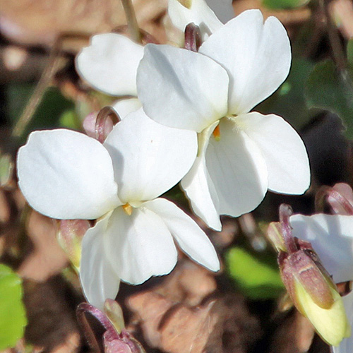 Gewöhnliches Weisses Veilchen / Viola alba