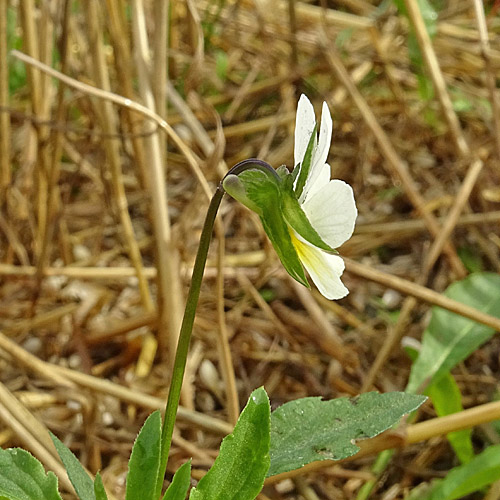 Acker-Stiefmütterchen / Viola arvensis