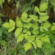 Blätterfoto Actaea spicata