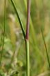 Stängel-/Stammfoto Allium oleraceum