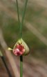Foto von Besonderheit Allium oleraceum