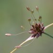Blütenfoto Allium oleraceum