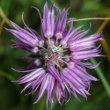 Blütenfoto Allium schoenoprasum