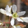 Blütenfoto Amelanchier ovalis