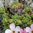 Blätterfoto Androsace alpina