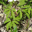 Blätterfoto Anemone nemorosa