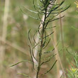 Blätterfoto Aster linosyris