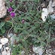 Habitusfoto Astragalus onobrychis