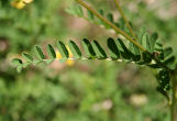 Blätterfoto Astragalus penduliflorus