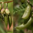 Fruchtfoto Astragalus penduliflorus