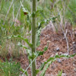 Blätterfoto Campanula spicata