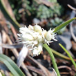 Portraitfoto Carex baldensis