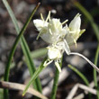 Blütenfoto Carex baldensis