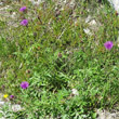 Habitusfoto Centaurea scabiosa subsp. alpestris