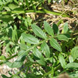 Blätterfoto Centaurea scabiosa subsp. alpestris