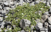 Blätterfoto Cerastium pedunculatum