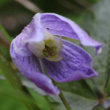 Blütenfoto Clematis alpina