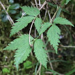 Blätterfoto Clematis alpina