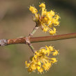 Blütenfoto Cornus mas
