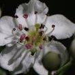 Blütenfoto Crataegus monogyna