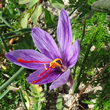 Portraitfoto Crocus sativus