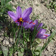 Habitusfoto Crocus sativus