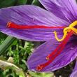 Foto von Besonderheit Crocus sativus