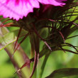 Blütenfoto Dianthus barbatus