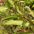 Blätterfoto Dipsacus fullonum