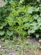 Habitusfoto Euphorbia stricta