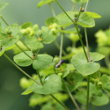 Blätterfoto Euphorbia stricta