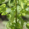 Stängel-/Stammfoto Euphorbia stricta