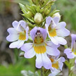 Blütenfoto Euphrasia alpina