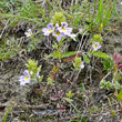 Habitusfoto Euphrasia alpina