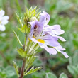 Foto von Besonderheit Euphrasia alpina