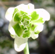 Blütenfoto Galanthus nivalis