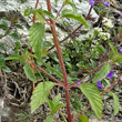 Blätterfoto Galeopsis ladanum