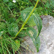 Blätterfoto Gentiana pannonica