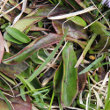 Blätterfoto Globularia nudicaulis