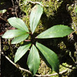 Blätterfoto Helleborus niger