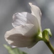 Blütenfoto Helleborus niger