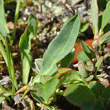 Blätterfoto Hieracium alpinum