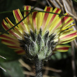 Blütenfoto Hieracium hoppeanum