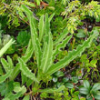 Blätterfoto Hieracium intybaceum