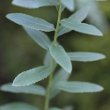 Blätterfoto Inula spiraeifolia